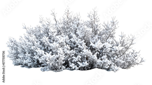 Beautiful Snowy Bush with Frosted Branches, isolated on transparent background