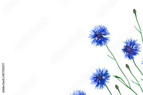 Wild flower cornflower. Natural background. Centaurea cyanus.