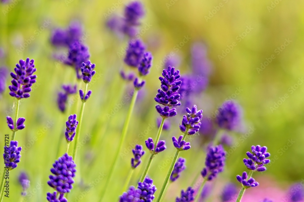 Blooming Lavender Blooming Lavender