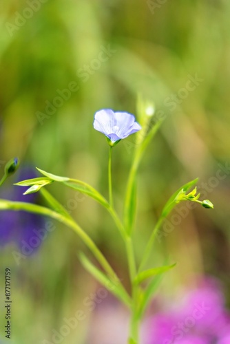 Close-up of a single flower