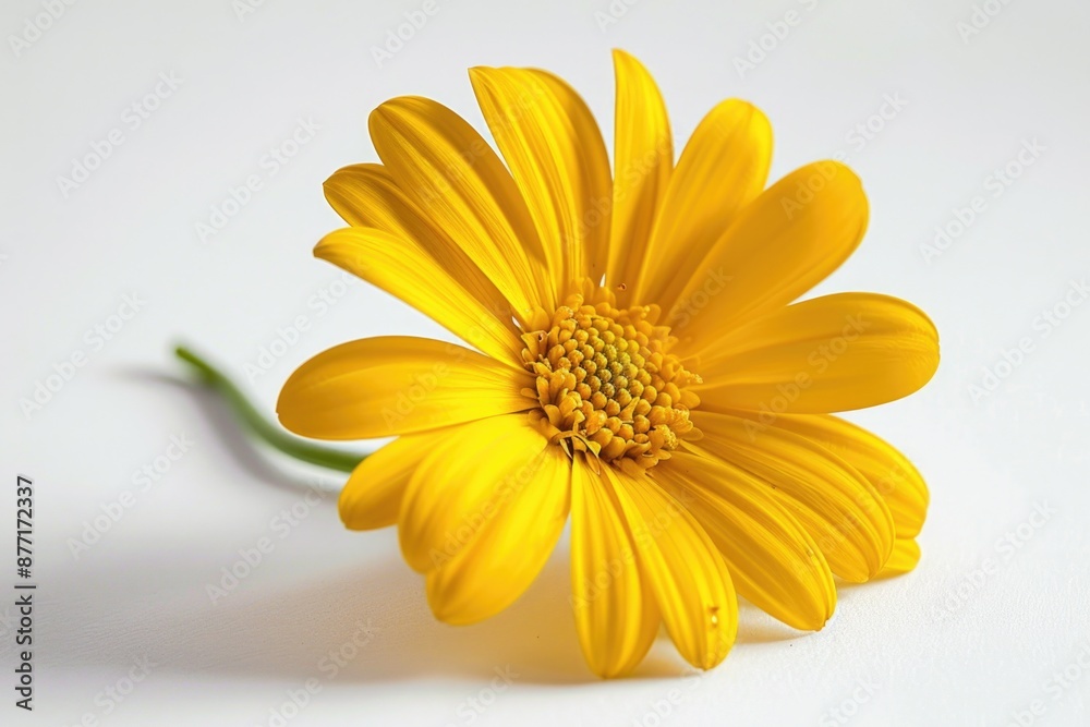 A single yellow flower sits on a clean white surface A single yellow flower sits on a clean white surface