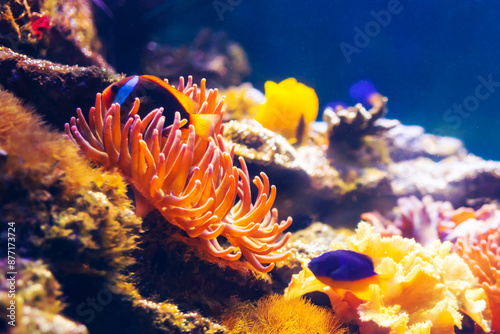 Tropical marine fish on a coral reef.