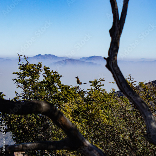 Hermoso pajarito sobre las ramas de los arboles que estan en las montañas photo