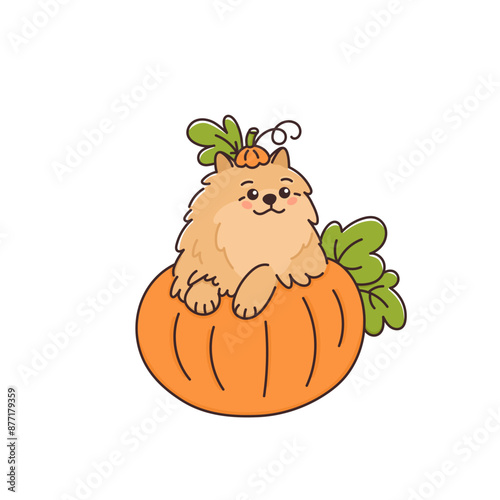 Cute Pomeranian spitz dog sitting in fresh pumpkin. Funny pet. Kawaii puppy, animal smiling. Autumn vector illustration. Cartoon character for Thanksgiving, Halloween and other autumn holidays
