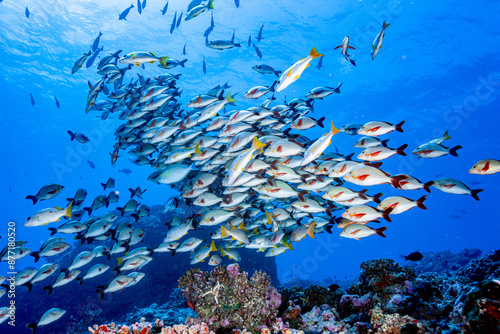 French Polynesia, Tuamotu Archipelago, Fakarava North, School of Humpback Red Snapper (Lutjanus gibbus) photo