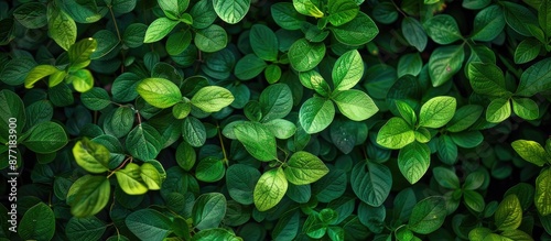 Fresh green leaves creating...