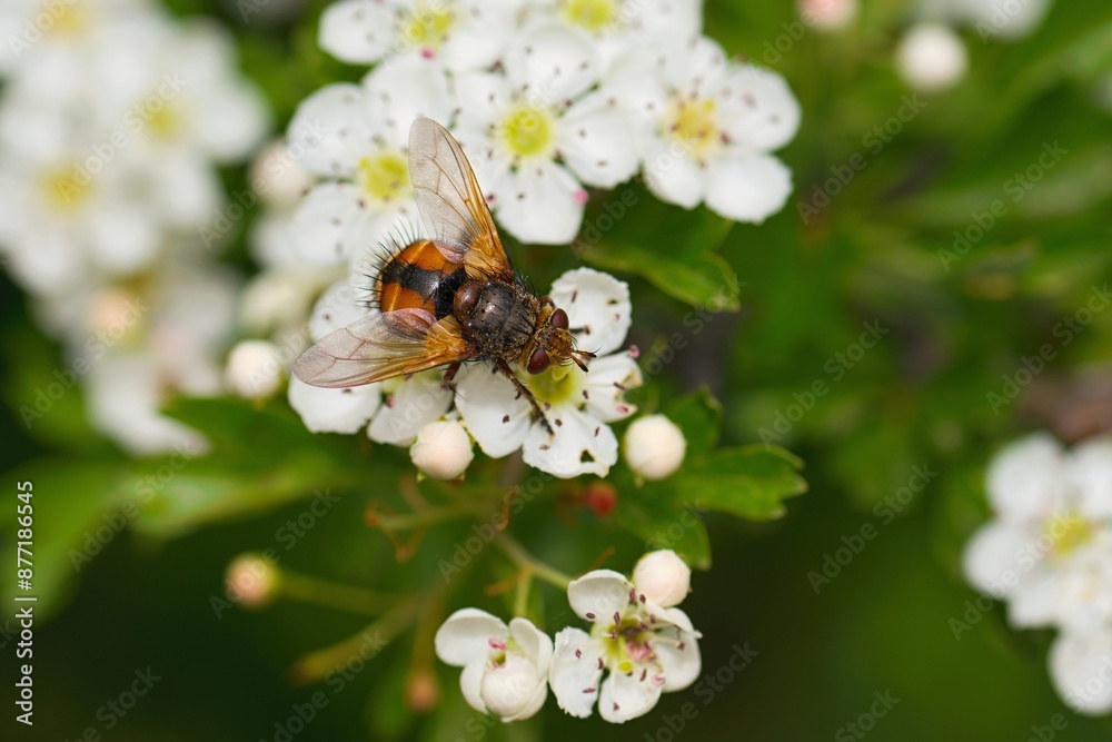 Close up photo of Common Tachinid (Tachina fera), Gargano, Italy, Europe. 