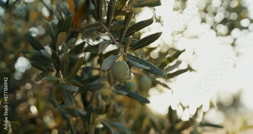 Olive tree with the fruits