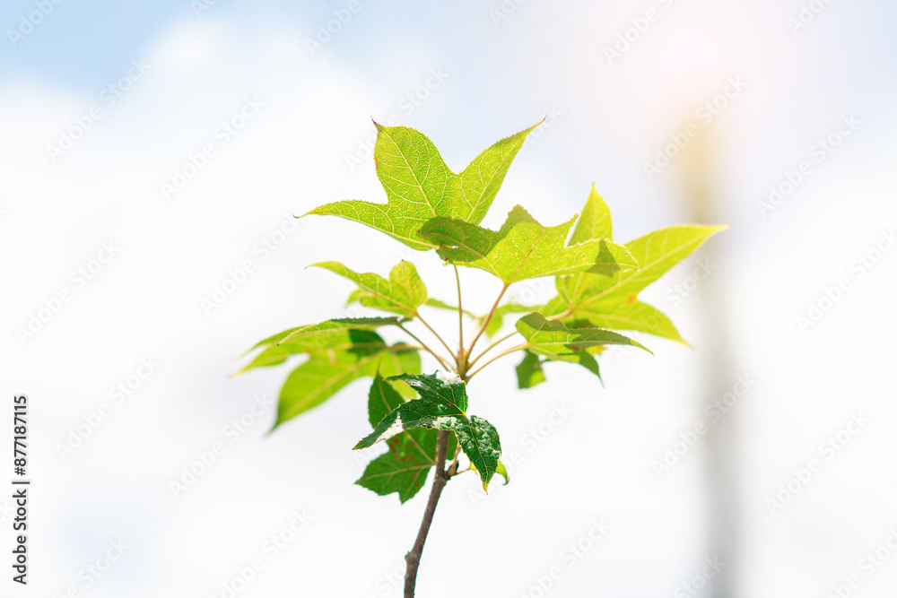 Beautiful green maple leaves and sunlight, maple tree growing in the garden of the house. Beautiful green maple leaves and sunlight, maple tree growing in the garden of the house.