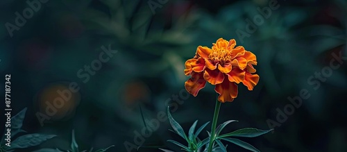 Macro photo of a softly foc...