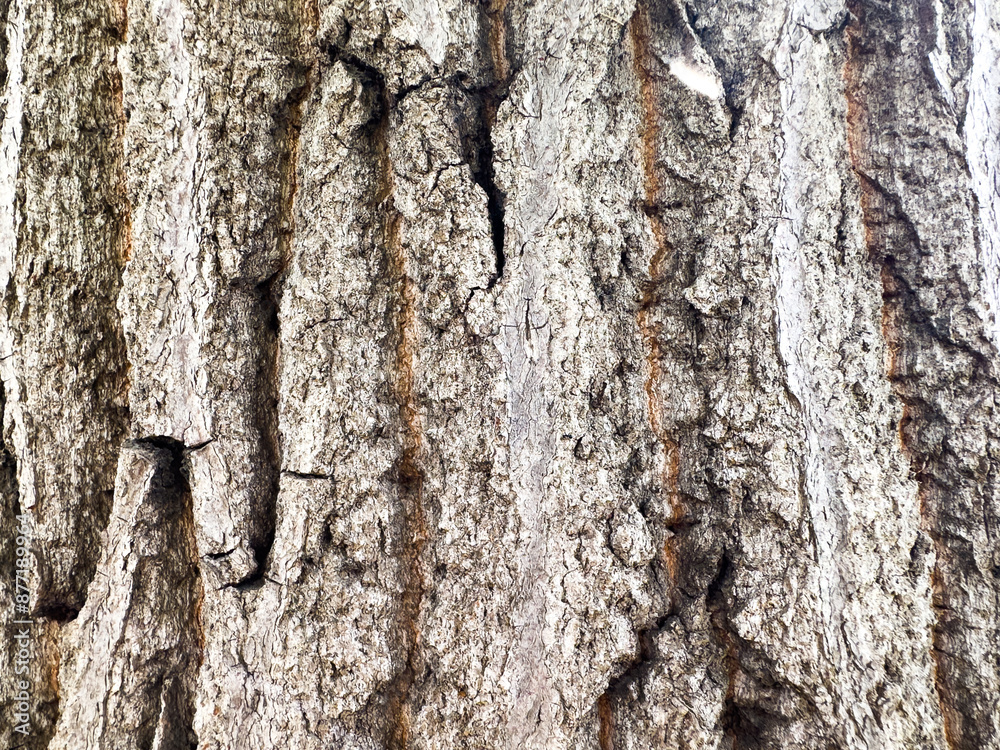 Deeply Grooved Tree Bark. Natural Rough Trunk Texture Deeply Grooved Tree Bark. Natural Rough Trunk Texture