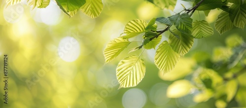 Close up of fresh birch lea...