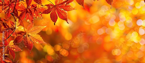 Maple tree leaves in vivid autumn hues with a blurred fall background offering copy space for text ideal for holiday themes Depicting the essence of fall and autumn season