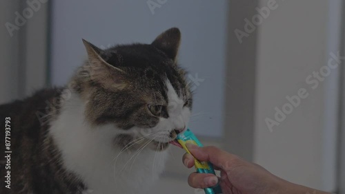 Woman Hands Giving Food To Cat At Home