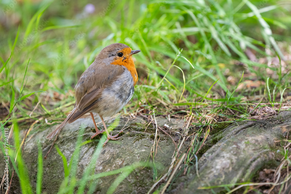 Un jeun rouge-Gorge de l'année dans l'herbe Un jeun rouge-Gorge de l'année dans l'herbe