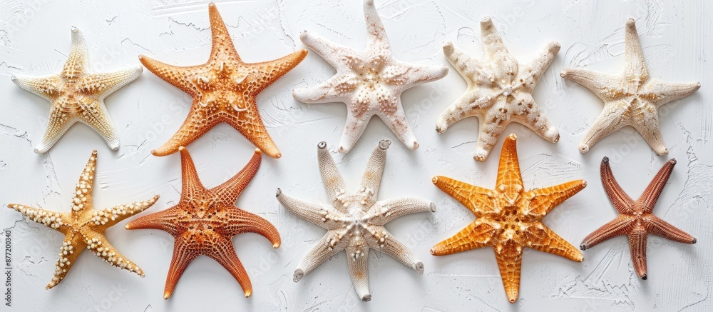 Sea starfish arranged individually on a blank white surface with copy space image viewed from above Sea starfish arranged individually on a blank white surface with copy space image viewed from above