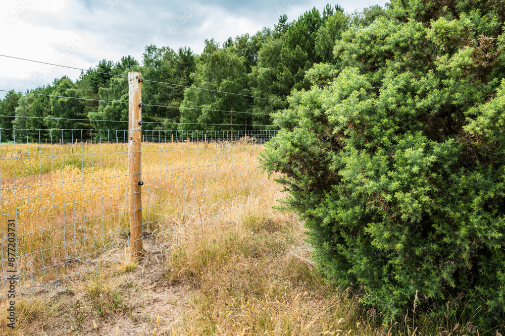 Fototapeta premium Newly installed electric fence and wooden posts seen on a farm within an area of natural beauty in the UK. A distant forest can be seen.