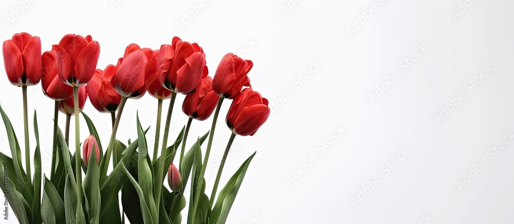 Red tulips set against a white backdrop providing a blank area for text in the image. with copy space image. Place for adding text or design Red tulips set against a white backdrop providing a blank area for text in the image. with copy space image. Place for adding text or design