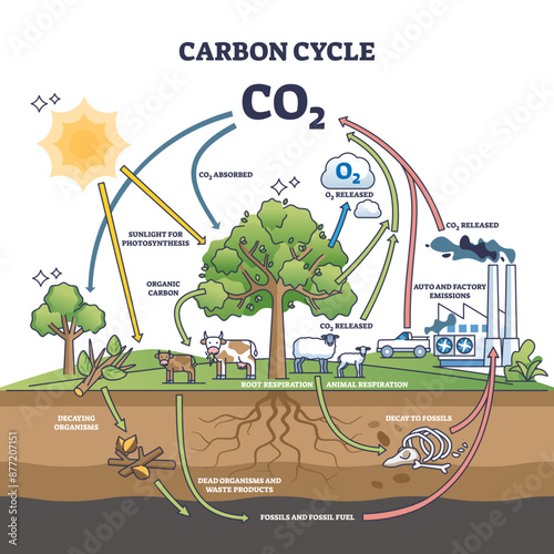 Carbon dioxide cycle with CO2 emission exchange in nature outline diagram, transparent background. Labeled educational scheme with transportation, factory emissions.