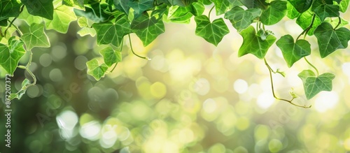 Green ivy leaves with a nat...