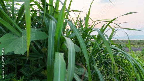 日本の風景 草むらから飛び立って東の空に昇る海上の朝日を空撮 雲の隙間から陽の光が溢れる