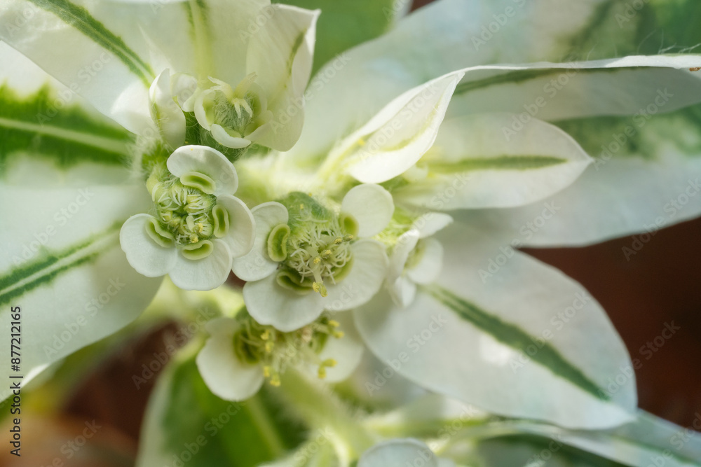 Φωτογραφία Euphorbia marginata, commonly known as snow-on-the-mountain, smoke-on-the-prairie, variegated spurge, or whitemargined spurge