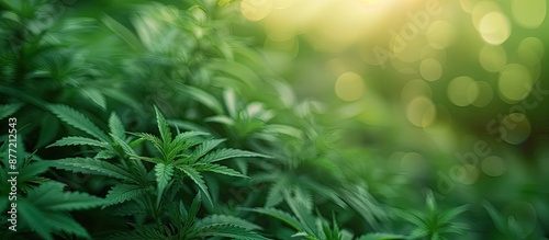 Green cannabis plants growi...