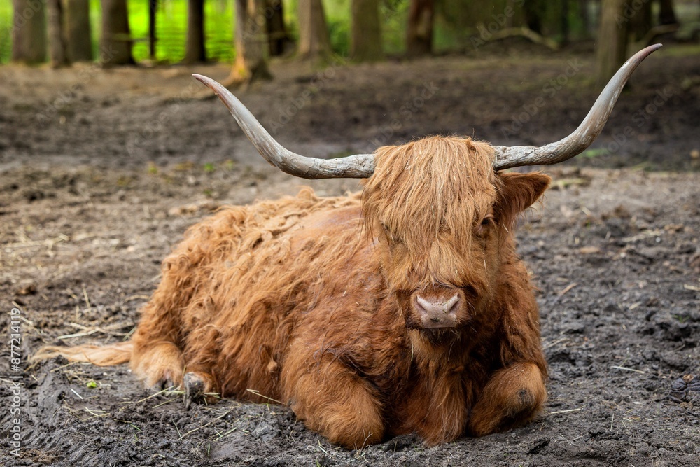 Highland cow with long horns and shaggy brown coat lying on muddy ground in a forest setting. Highland cow with long horns and shaggy brown coat lying on muddy ground in a forest setting.