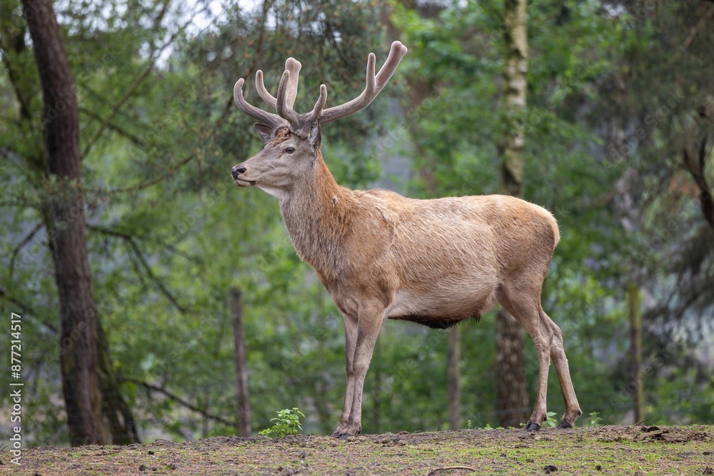Majestic deer with large antlers standing in a forest surrounded by trees Majestic deer with large antlers standing in a forest surrounded by trees