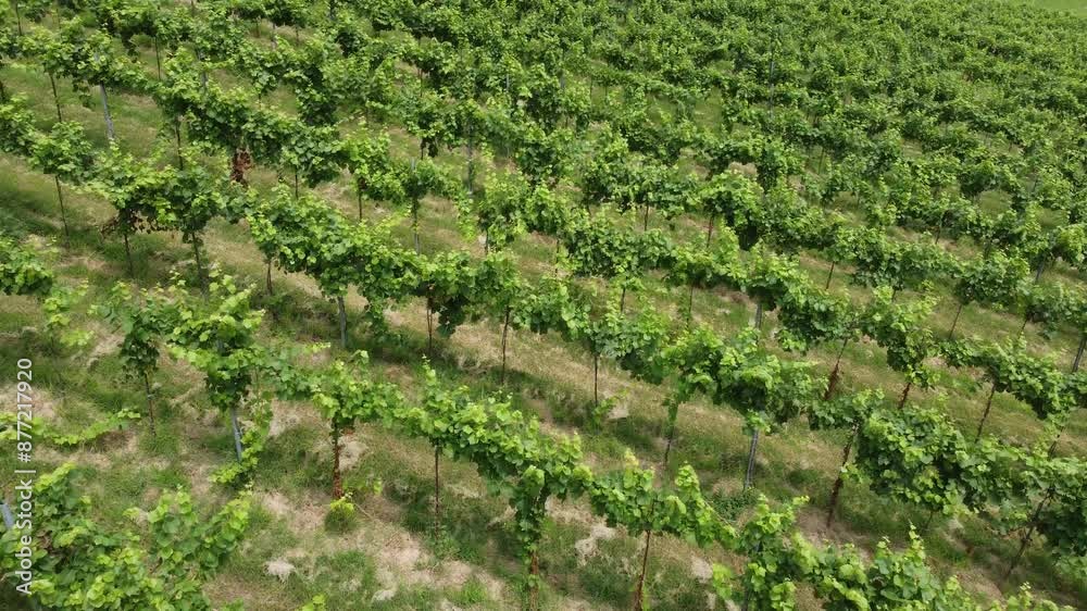 vineyards, Oltrepò Pavese, wine, aerial view, wine region, wine production, vine cultivation, valpolicella, fruit, cultivated, eco tourism, cultivated land, wine, viticulture, field, winery, vineyard vineyards, Oltrepò Pavese, wine, aerial view, wine region, wine production, vine cultivation, valpolicella, fruit, cultivated, eco tourism, cultivated land, wine, viticulture, field, winery, vineyard