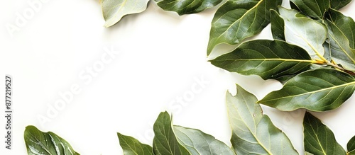 Photo of bay leaves on a wh...