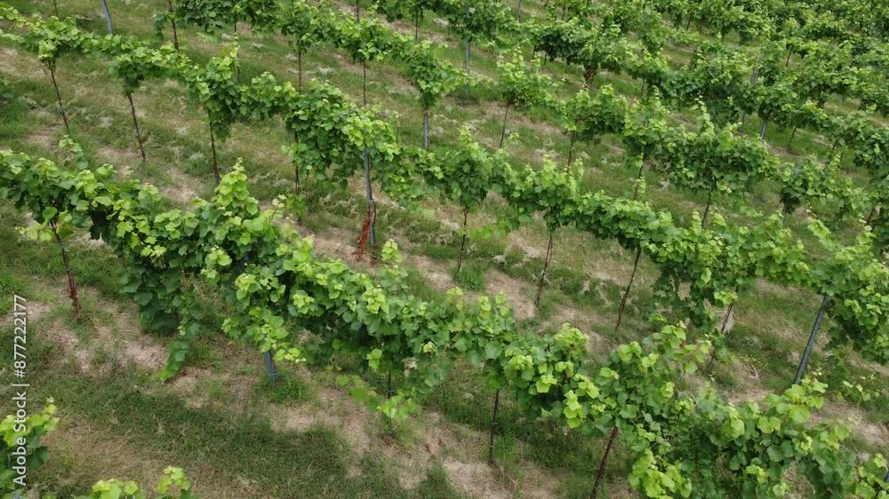 vineyards, Oltrepò Pavese, wine, aerial view, wine region, wine production, vine cultivation, valpolicella, fruit, cultivated, eco tourism, cultivated land, wine, viticulture, field, winery, vineyard vineyards, Oltrepò Pavese, wine, aerial view, wine region, wine production, vine cultivation, valpolicella, fruit, cultivated, eco tourism, cultivated land, wine, viticulture, field, winery, vineyard