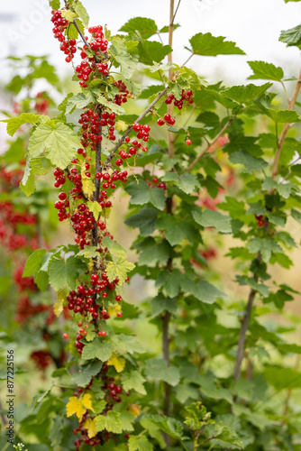 Close-up of red currant berries on a bush