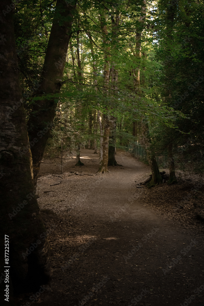 Foresta Umbra, Foggia, Puglia.