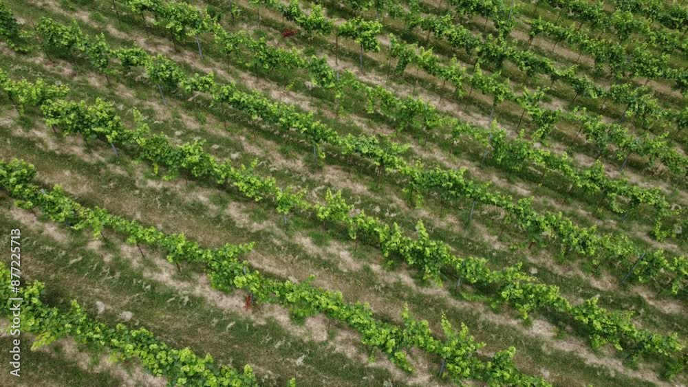 vineyards, Oltrepò Pavese, wine, aerial view, wine region, wine production, vine cultivation, valpolicella, fruit, cultivated, eco tourism, cultivated land, wine, viticulture, field, winery, vineyard vineyards, Oltrepò Pavese, wine, aerial view, wine region, wine production, vine cultivation, valpolicella, fruit, cultivated, eco tourism, cultivated land, wine, viticulture, field, winery, vineyard