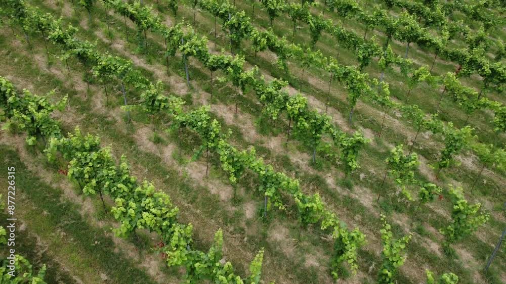 vineyards, Oltrepò Pavese, wine, aerial view, wine region, wine production, vine cultivation, valpolicella, fruit, cultivated, eco tourism, cultivated land, wine, viticulture, field, winery, vineyard vineyards, Oltrepò Pavese, wine, aerial view, wine region, wine production, vine cultivation, valpolicella, fruit, cultivated, eco tourism, cultivated land, wine, viticulture, field, winery, vineyard