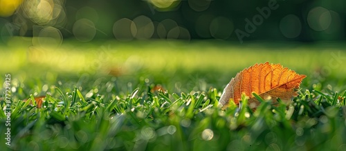 A tiny dried leaf rests on ...