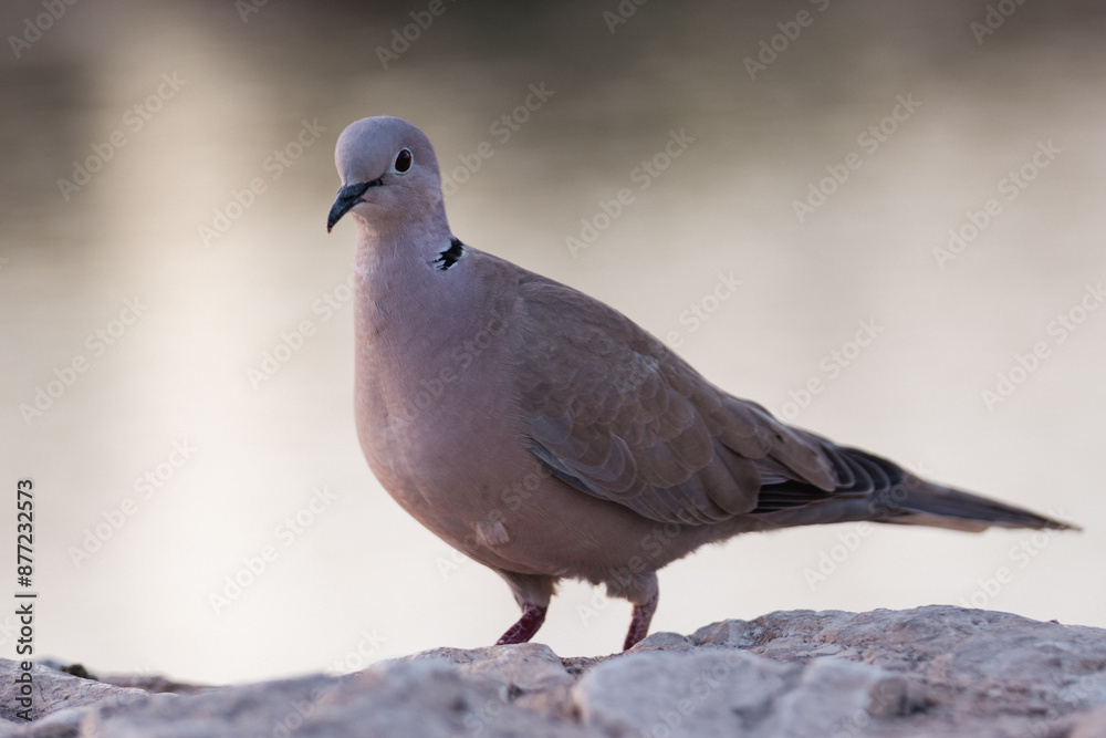 Fototapeta premium pigeon on the stone