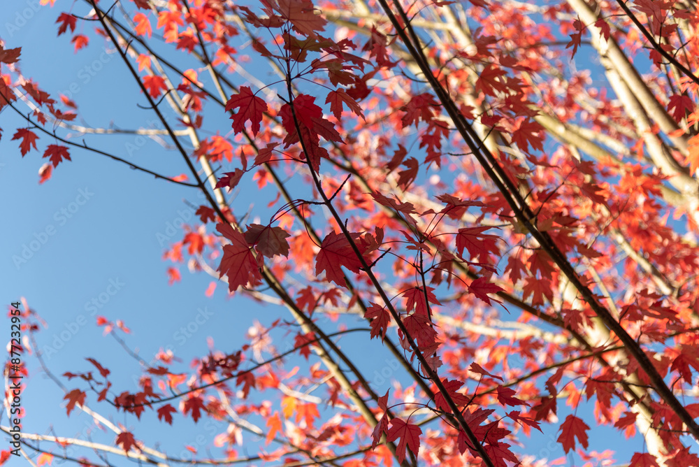 Close-up of the branches of an orange and reddish coloured palmatum maple tree in the middle of nature with the blue sky in the background. Close-up of the branches of an orange and reddish coloured palmatum maple tree in the middle of nature with the blue sky in the background.