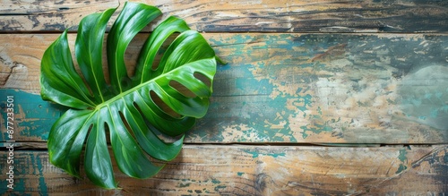 Top view of a Monstera leaf...
