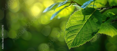 Green leaf in focus against...