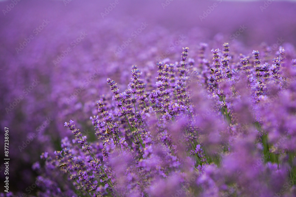 Field of lavender in the sunset light. Background with golden light. Purple lavender. Field of lavender in the sunset light. Background with golden light. Purple lavender.