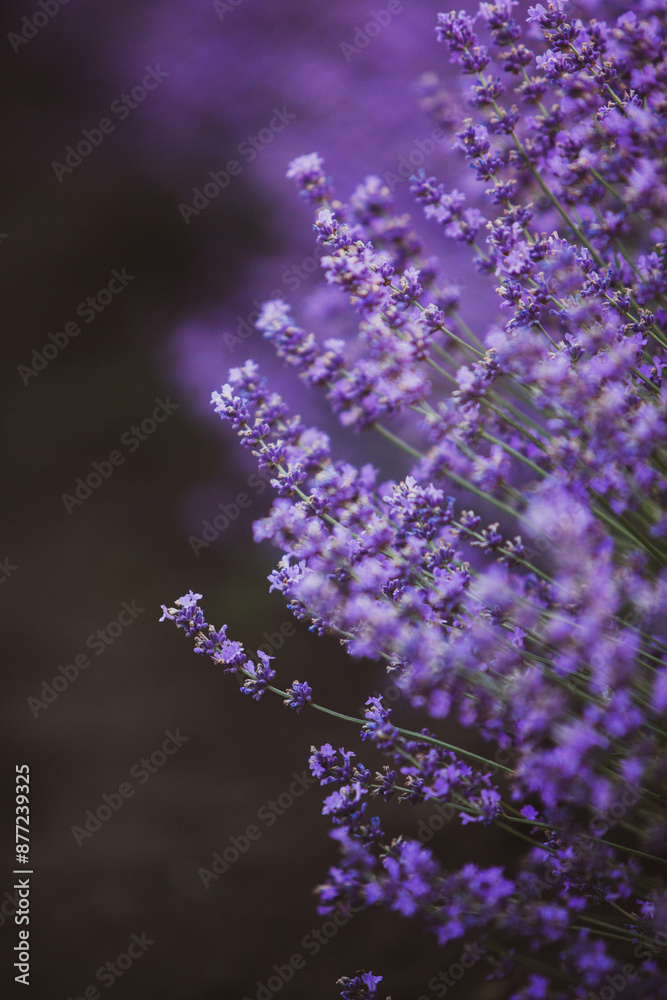Field of lavender in the sunset light. Background with golden light. Purple lavender. Field of lavender in the sunset light. Background with golden light. Purple lavender.