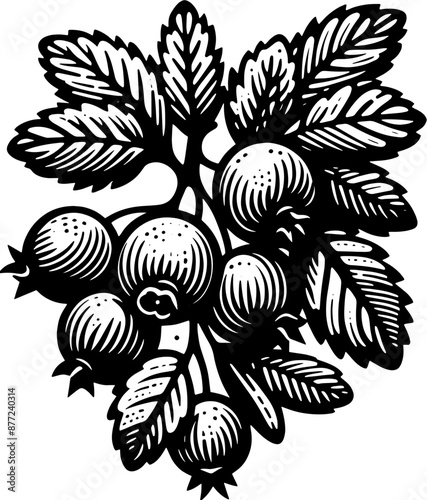 Hawthorn Berry Fruit icon 6