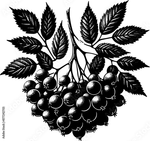 Elderberry Fruit icon3