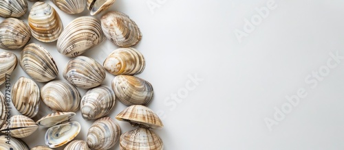 Clams showcased against a b...