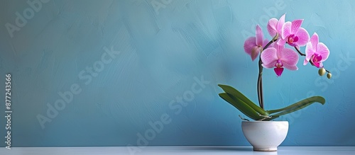 Orchid in a simple pot plac...
