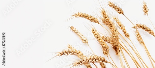 Isolated wheat spikelets on...