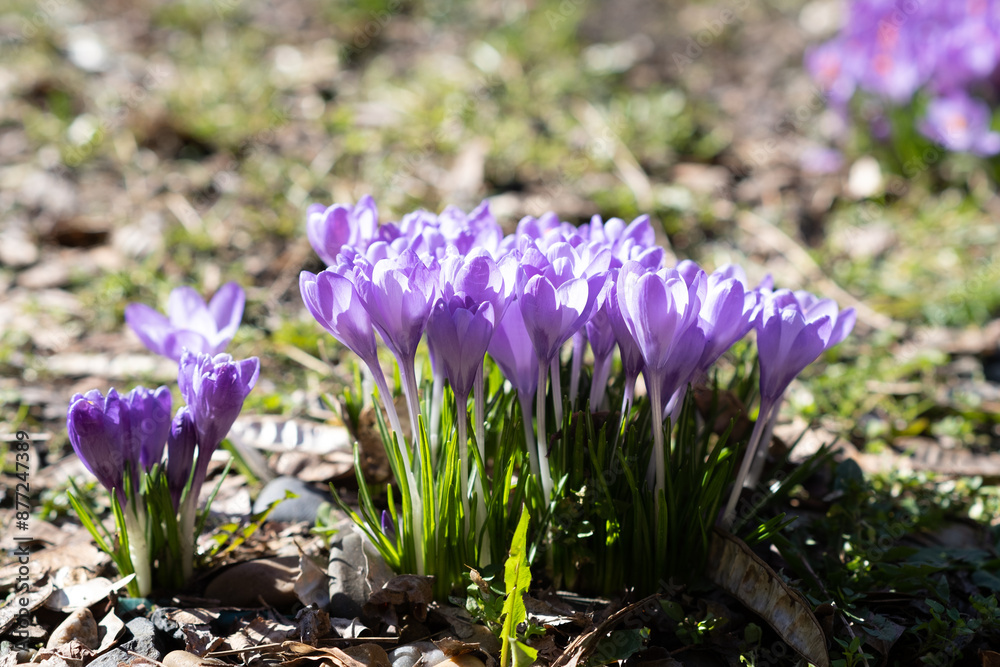 Crocus spring flowers close-up move colorful Crocus spring flowers close-up move colorful