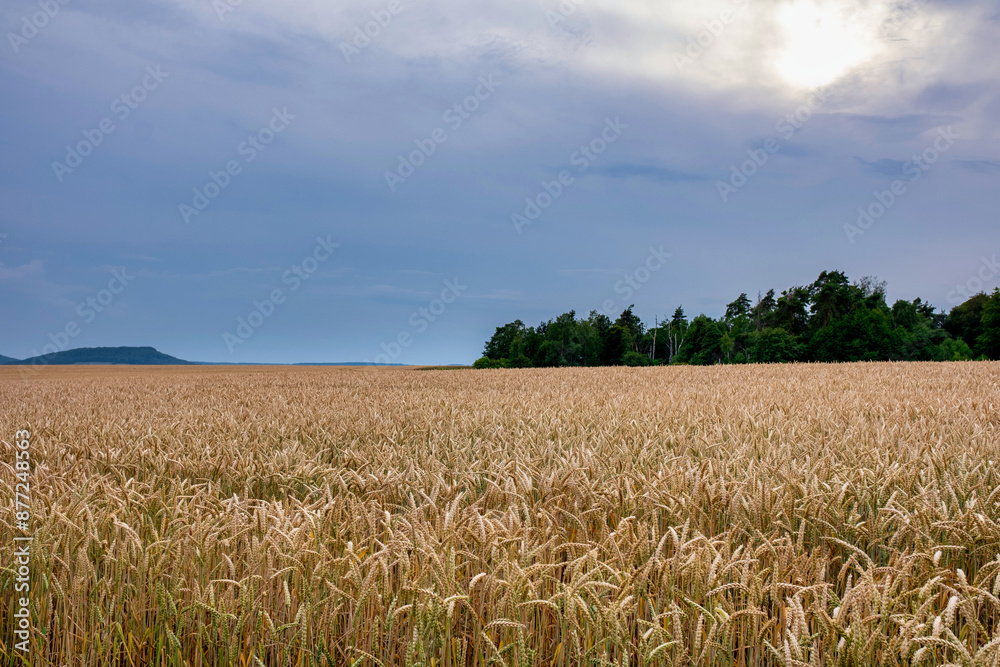 Juicy fresh ears of young green wheat on nature in spring summer field close-up of macro. Green Wheat field blowing in the rural Indian fields. Germany.
